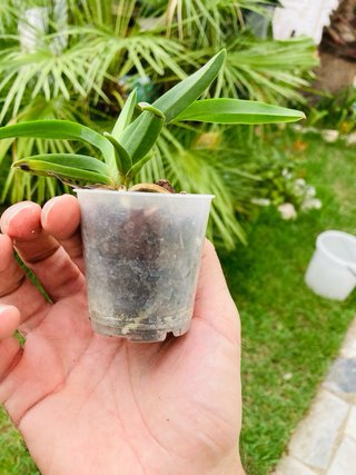 Vanda lombokensis
