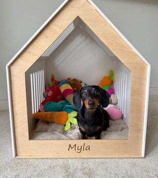 Casa-Comedor para Mascotas Aero, perro gato