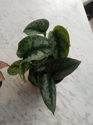 Potho planta scindapsus TREBIE Hojas GRANDES