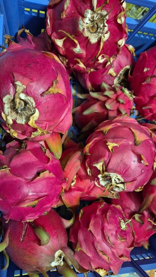 Fruta del dragon pitahaya