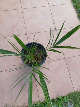 Palmera Canaria en Maceta