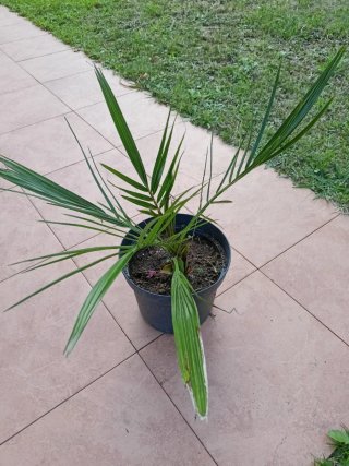 Palmera Canaria en Maceta