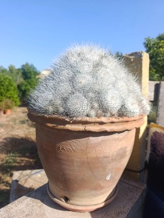 Plantas con maceteros de barro