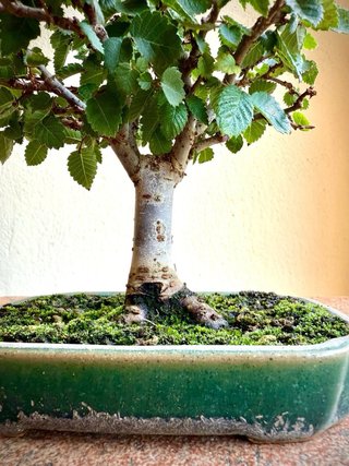 Bonsái Zelkova Serrata Shohin