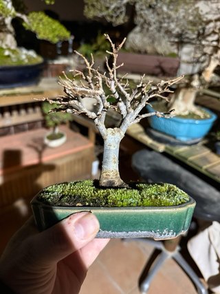 Bonsái Zelkova Serrata Shohin