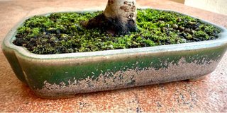 Bonsái Zelkova Serrata Shohin