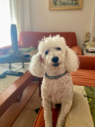 Cuidado de mascotas