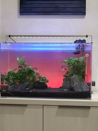 Acuario completo