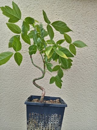 Proyecto bonsái Arce Negundo