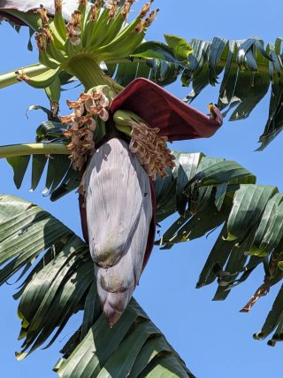 Platanera en maceta