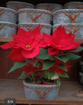 Vaso Ovale Terracotta con Cervo