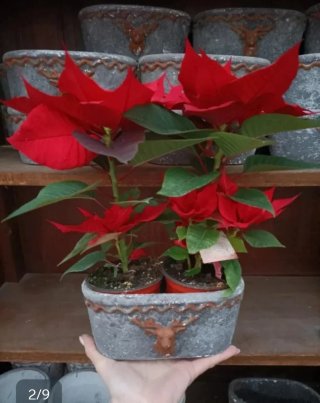 Vaso Ovale Terracotta con Cervo