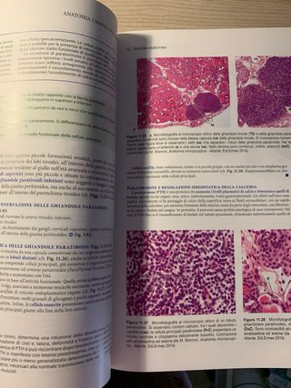Anatomia umana. Fondamenti. Con istituzioni di ...