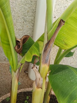 Macetero con 3 Plataneras
