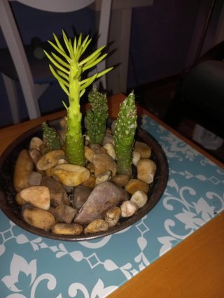 Cactus natural en maceta