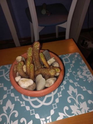 Cactus natural en maceta
