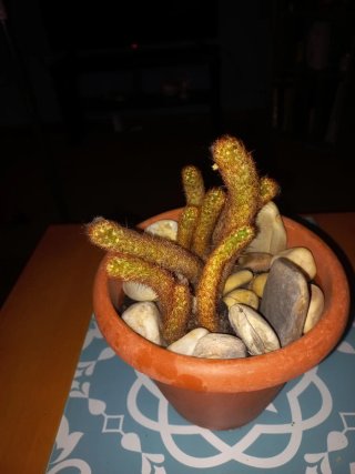 Cactus natural en maceta