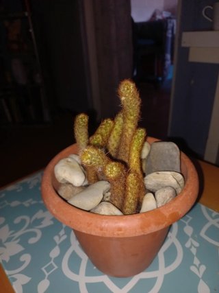 Cactus natural en maceta