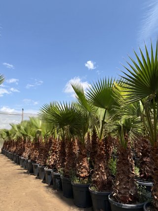 Palmeras Washingtonia · Envío · Varios Portes