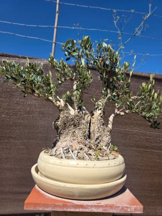 Bonsái Olivo Centenario