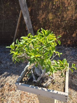 Bonsái Ficus en cajón de cultivo