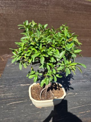 Bonsái Pyracantha 12 años