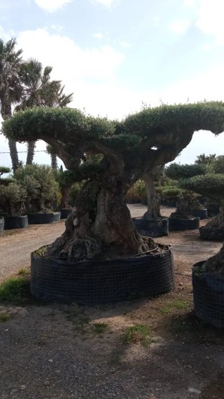 Olivo milenario bonsai ornamental