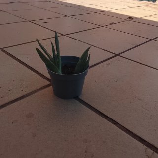 Planta Aloe Vera en Maceta