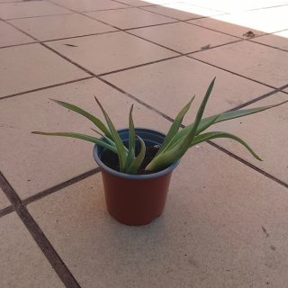 Planta Aloe Vera Natural
