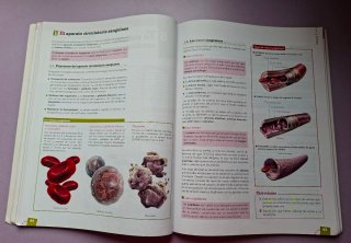 Anatomía aplicada
