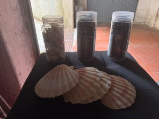 Decorazioni conchiglie e barattoli
