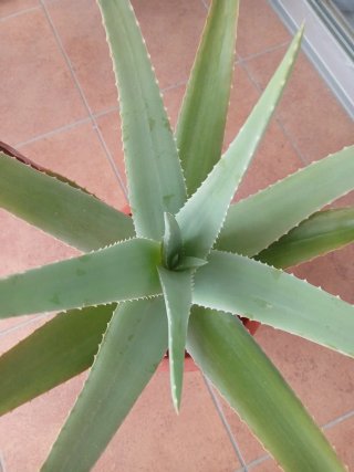 Planta Aloe Vera