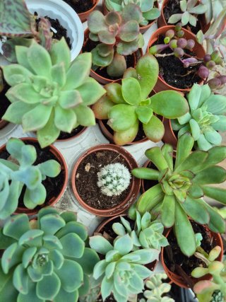 20 suculentas todas diferentes +2  Lote único