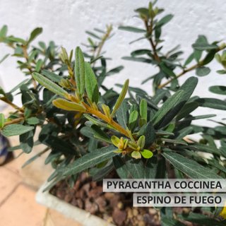 Bonsái Pyracantha Coccinea