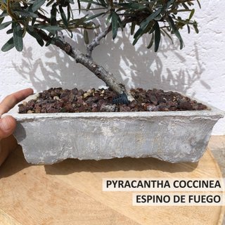 Bonsái Pyracantha Coccinea