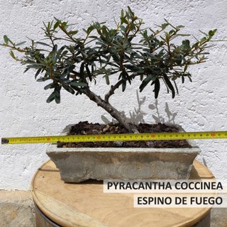 Bonsái Pyracantha Coccinea