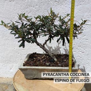 Bonsái Pyracantha Coccinea