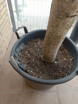 Olivo en maceta