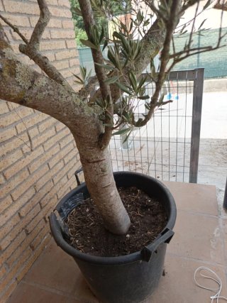 Olivo en maceta