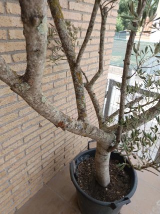Olivo en maceta