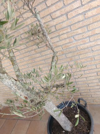Olivo en maceta