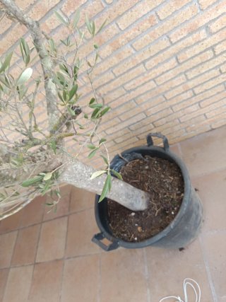 Olivo en maceta