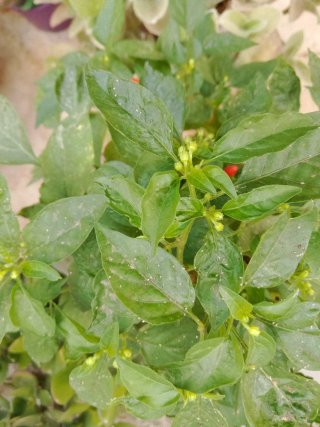 Planta de guindilla con frutos