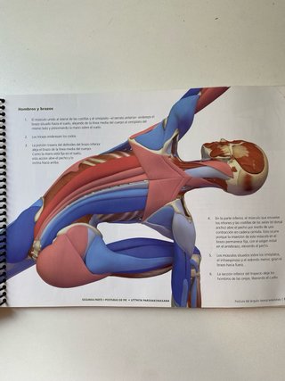 Las posturas clave en el Hatha Yoga