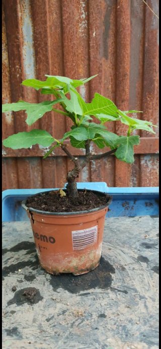 Bonsai Higuera Ficus Carica