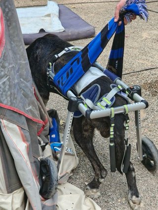 Sedia a rotelle per cani Taglia M/L