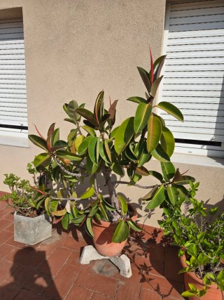Planta Ficus Elástica varios tamaños
