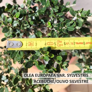 Bonsái Olea Europaea Var. Sylvestris