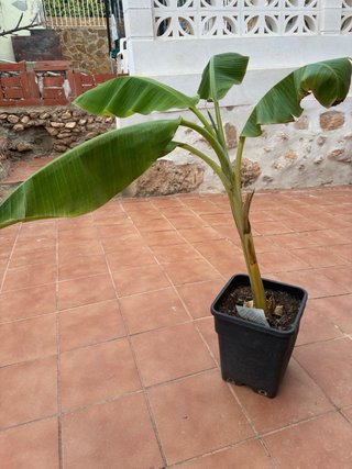 Platanera en maceta