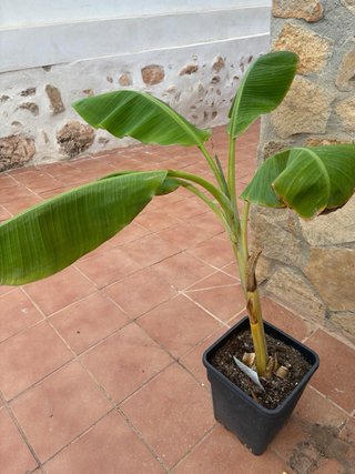 Platanera en maceta